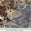 pseudochazara alpina n ossetia female 1